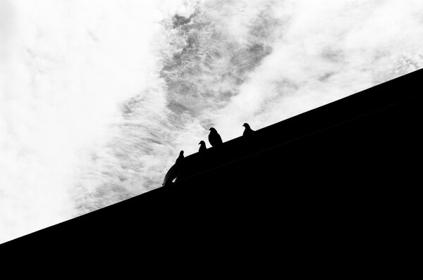 Silhouetted pigeons
