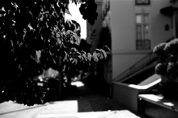 Leaves in front of buildings