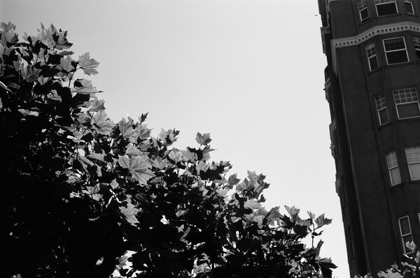 Leaves against the sky