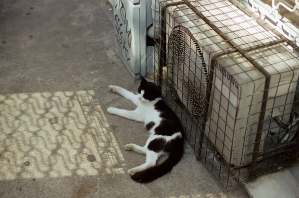 Street kitty near fan