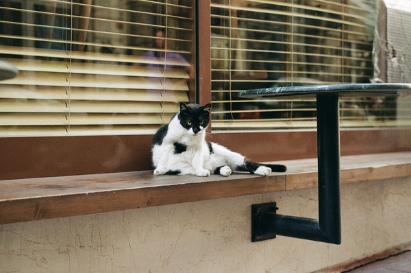 Street kitty on bench