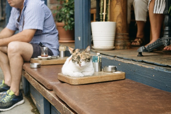Street kitty on tray