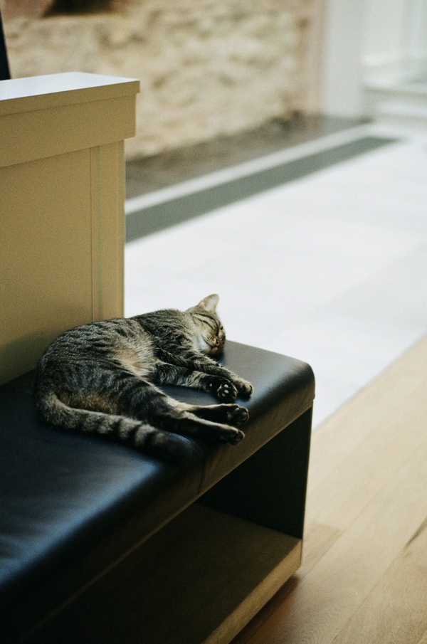Hamam kitty indoors