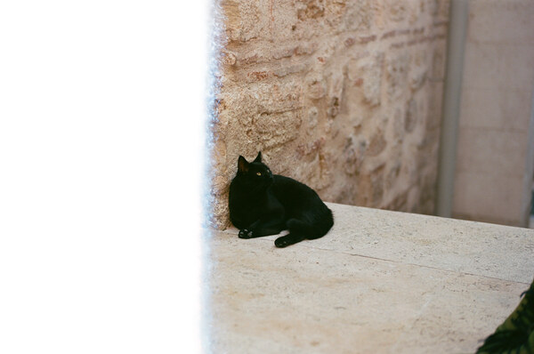 Light leak hamam kitty