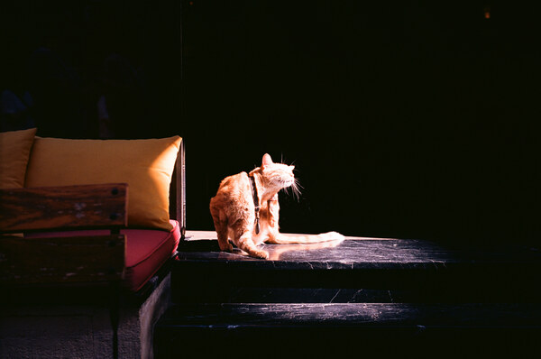 Spotlight street kitty