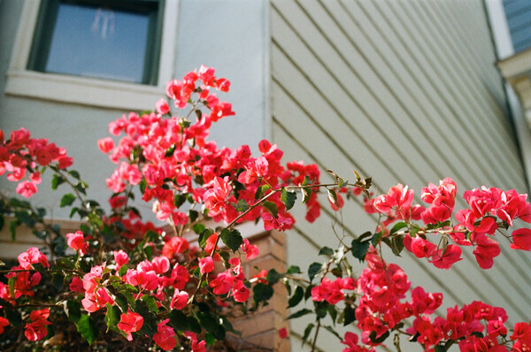Red flowers