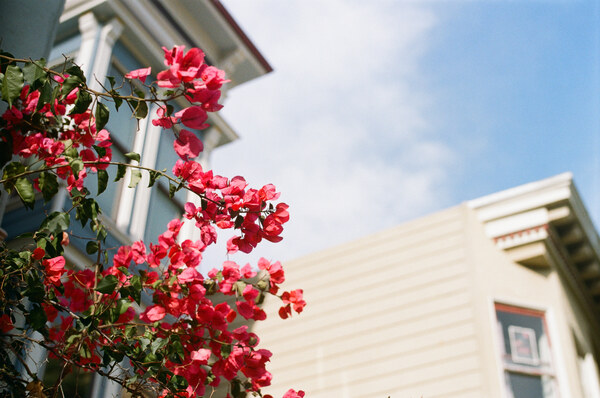 Red flowers in front of sky