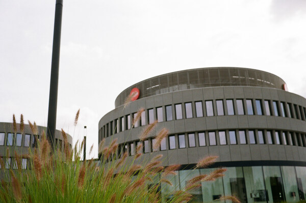 Cattails in front of leica HQ