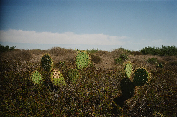 Cacti in front of the water