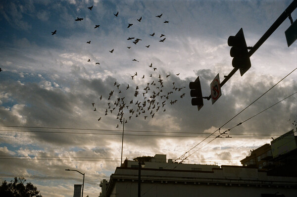 Flock of birds